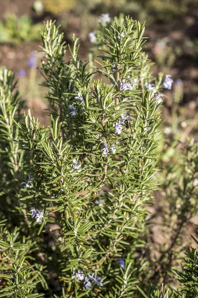 Herb Bahçe ayrıntılı renk biberiye çiçeği — Stok fotoğraf