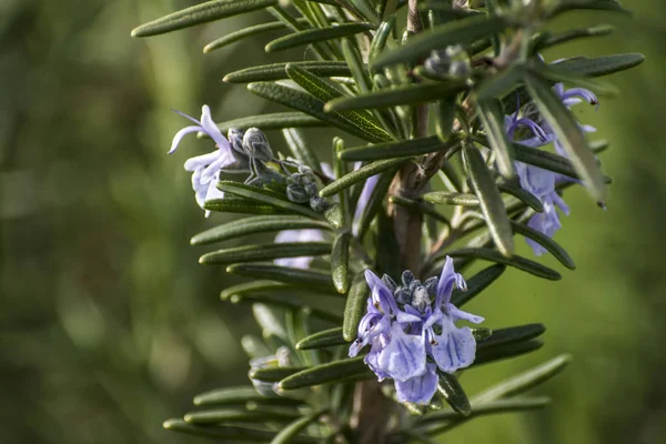 Herb Bahçe ayrıntılı renk biberiye çiçeği — Stok fotoğraf