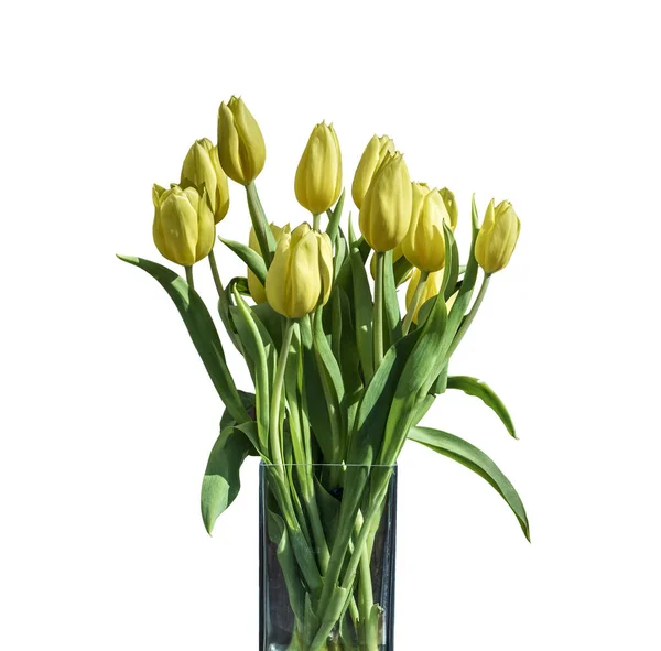 Buquê de primavera de tulipas amarelas isoladas no fundo branco em balde — Fotografia de Stock