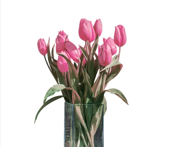 バケット バージョン 5 では白い背景に分離されたピンクのチューリップの春の花束 — ストック写真