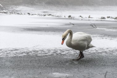 Kış arazi kar beyaz kuğu kuş yürüme buz Gölü 15