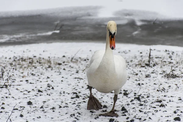Tierra de invierno Cisne blanco nieve Pájaro paseo lago de hielo 2 — Foto de Stock