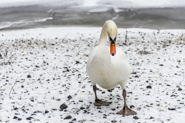Tierra de invierno Cisne blanco nieve Pájaro caminar lago de hielo 3 — Foto de Stock