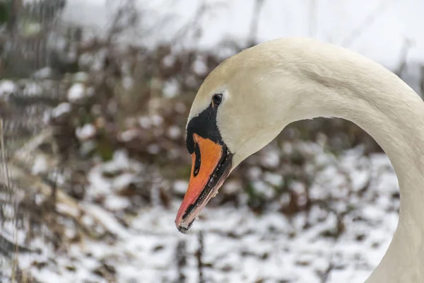 Tierra de invierno Cisne blanco nieve Pájaro caminar lago de hielo 6 — Foto de Stock