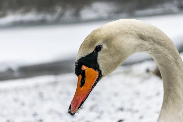 Tierra de invierno Cisne blanco nieve Pájaro caminar lago de hielo 5 — Foto de Stock
