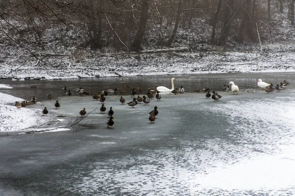 Enten Schwäne Vögel überwintern gefrorenen See Eis — Stockfoto