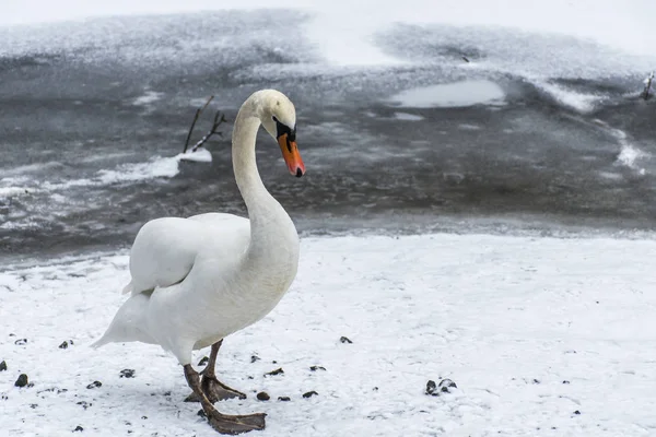 Tierra de invierno Cisne blanco nieve Pájaro caminar lago de hielo 7 — Foto de Stock