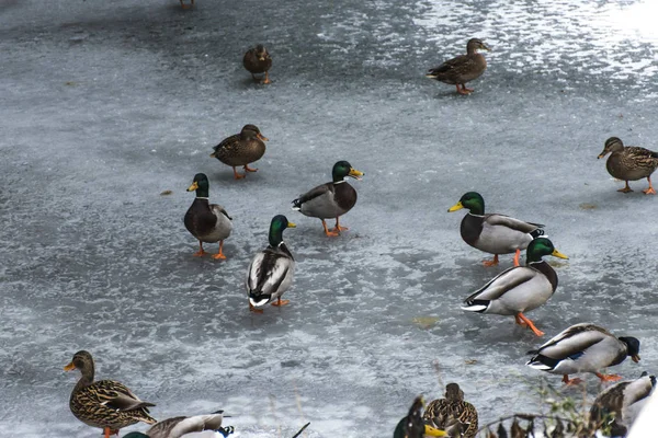 Enten Schwäne Vögel überwintern gefrorenen See Eis — Stockfoto