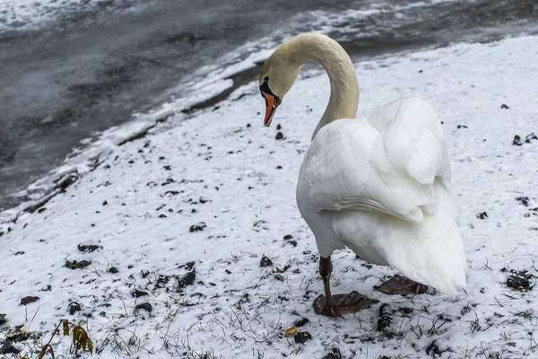 Land van de winter sneeuw witte vogel wandeling ijs Zwanenmeer 8 — Stockfoto