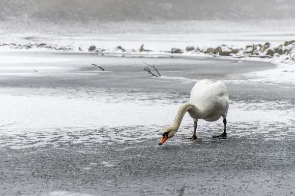 겨울 땅 눈 흰 백조 조류 도보 얼음 호수 14 — 스톡 사진