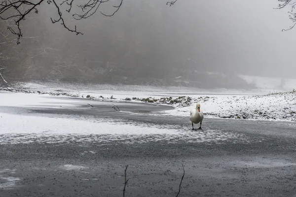 Tierra de invierno Cisne blanco nieve Pájaro caminar lago de hielo 12 — Foto de Stock