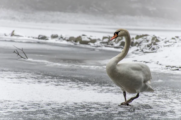 Tierra de invierno Cisne blanco nieve Pájaro caminar lago de hielo 13 — Foto de Stock