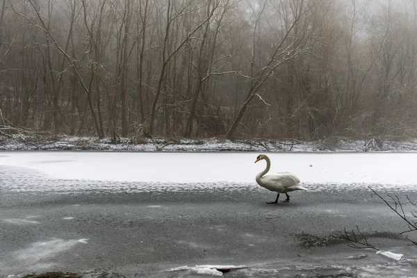 Tierra de invierno Cisne blanco nieve Pájaro caminar lago de hielo 20 — Foto de Stock