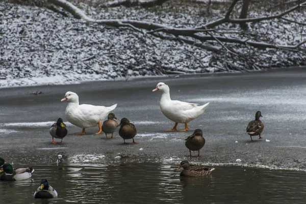 Patos cisnes aves invierno congelado lago hielo — Foto de Stock
