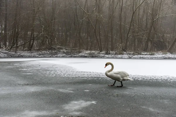 Tierra de invierno Cisne blanco nieve Pájaro caminar lago de hielo 22 — Foto de Stock