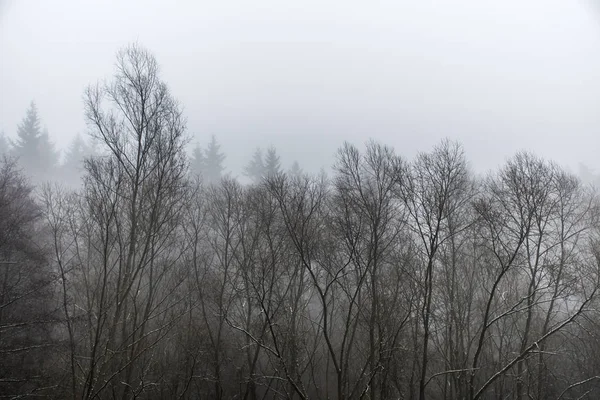 Alberi invernali congelati in foresta la nebbia nebbia il giorno — Foto Stock