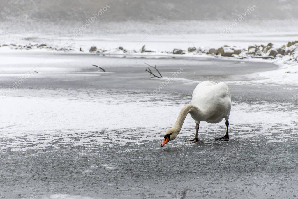 Winter Land Snow white swan Bird walk ice lake 14