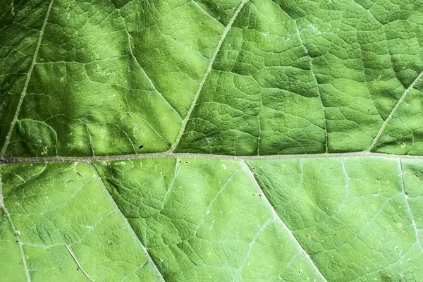 Textura zelených listů jako vzorek rostliny makro abstraktní pozadí — Stock fotografie