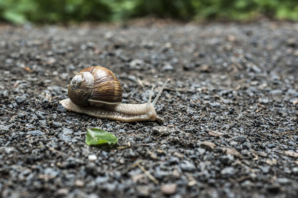 Burgundy snail Helix on the forest surface in natural environment macro close-up images nature focus depth