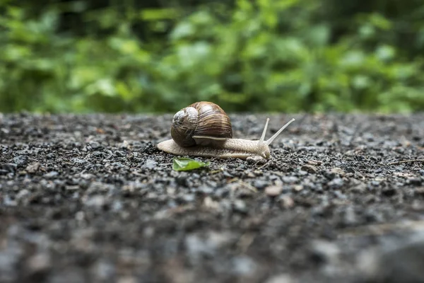 Escargot de Bourgogne Helix à la surface de la forêt en milieu naturel macro gros plan images mise au point nature profondeur — Photo