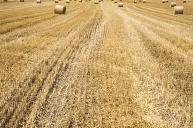 Yaz Almanya Andernach yakınındaki sırasında alan tarım saman balya ile hasat