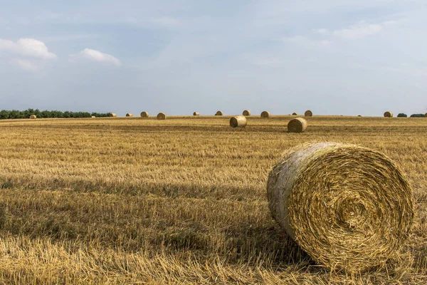 Harvested field agriculture with straw bales during summer germany near Andernach — Stock Photo, Image