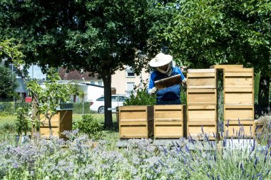 Arıcı kovanında çalışma arılar izlerken kareler ekler. Arılar peteğin üzerinde. Çerçeveler, bir arı kovanı. Arı kovanı kavramı