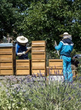 Arıcı kovanında çalışma arılar izlerken kareler ekler. Arılar peteğin üzerinde. Çerçeveler, bir arı kovanı. Arı kovanı kavramı