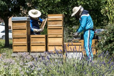 Arıcı kovanında çalışma arılar izlerken kareler ekler. Arılar peteğin üzerinde. Çerçeveler, bir arı kovanı. Arı kovanı kavramı