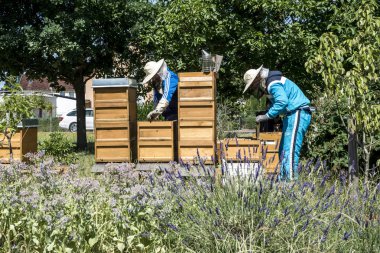 05.07.2017 Koblenz Almanya - arıcı kovandaki arılar izliyor. Arılar peteğin üzerinde. Çerçeveler, arı kovanı