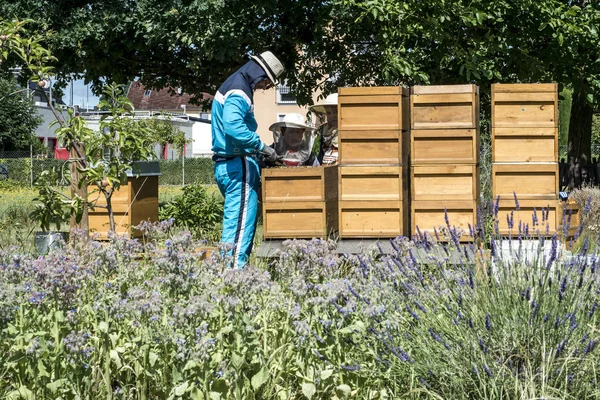 05.07.2017 Koblenz Almanya - öğretim çocuklar izlerken arı kovanında arıcı. Arılar peteğin üzerinde. Çerçeveler, arı kovanı