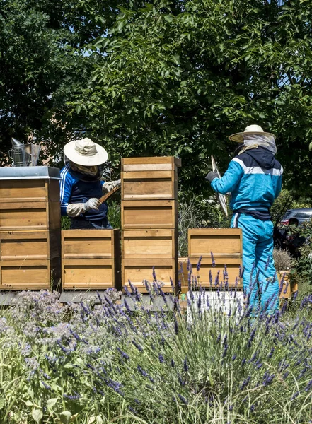 ハイブの養蜂家は蜂を見てフレームを追加します。蜂の巣に蜂。ミツバチの巣箱のフレームです。養蜂場の概念 — ストック写真