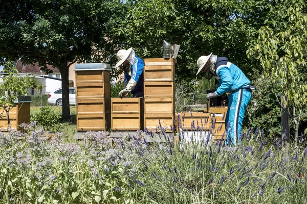 05.07.2017 ドイツ コブレンツ - 蜂を見てハイブの養蜂家。蜂の巣に蜂。ミツバチの巣箱のフレーム — ストック写真