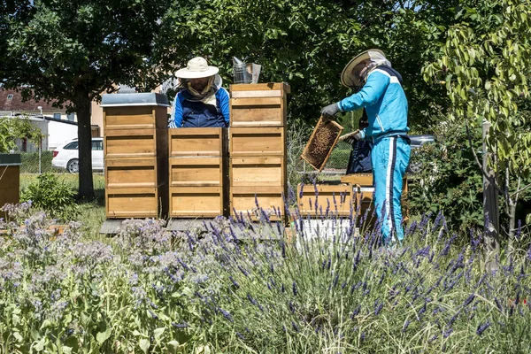 ハイブの養蜂家は蜂を見てフレームを追加します。蜂の巣に蜂。ミツバチの巣箱のフレームです。養蜂場の概念 — ストック写真