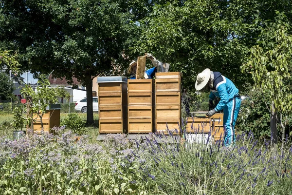 ハイブの養蜂家は蜂を見てフレームを追加します。蜂の巣に蜂。ミツバチの巣箱のフレームです。養蜂場の概念 — ストック写真