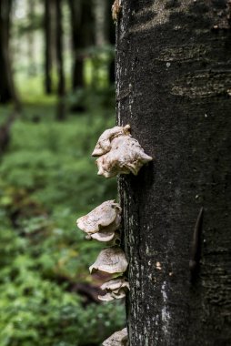 Köşeli ayraç ölü kayın ağacı güdük büyüyen mantar Almanya bokeh arka plan orman