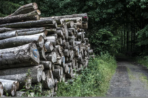 Log halom verem Erdei fa pálya sár road offroad módon pocsolya táj háttér — Stock Fotó