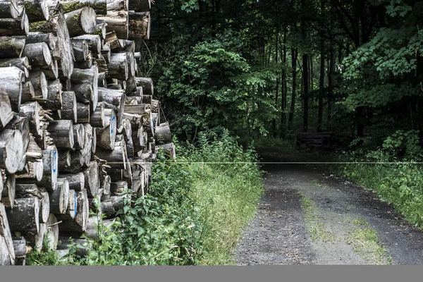 Log högen stack skog trä spår lera vägen offroad sätt pöl landskap bakgrund — Stockfoto