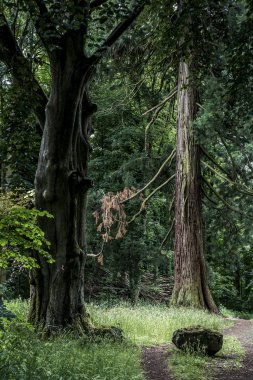 Alman Milli Parkı hiking kız kocaman bir eski mamut ağaç yanında izinde