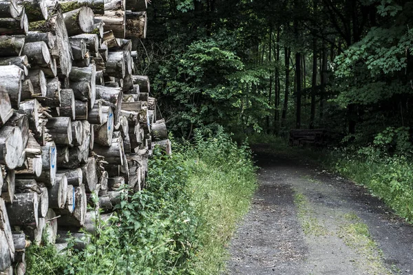 Log pilha pilha floresta trilha de madeira estrada de lama offroad maneira poça paisagem fundo — Fotografia de Stock