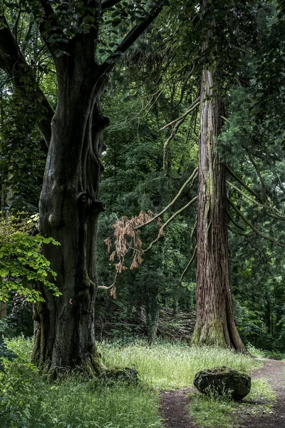 Alemão National Park caminhadas menina na trilha ao lado de uma enorme árvore de mamute velho — Fotografia de Stock