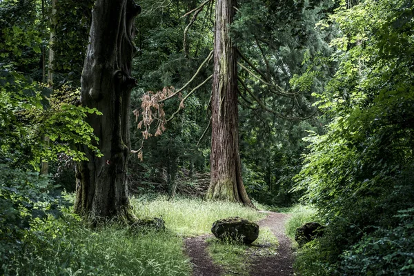 Parque Nacional Alemán chica de senderismo en el sendero junto a un enorme árbol de mamut viejo — Foto de Stock