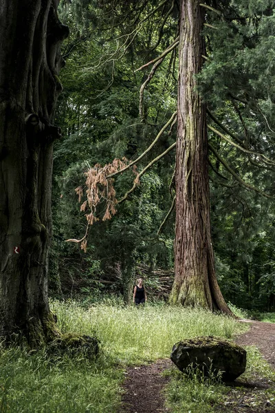 Tyska National Park vandring flicka på trail bredvid ett stort gammalt mammut träd — Stockfoto