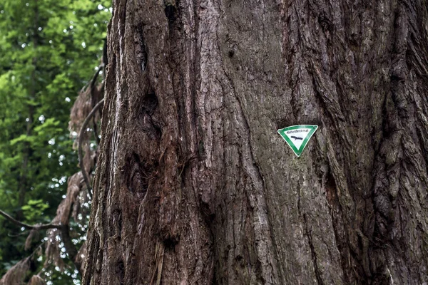 Signo alemán Naturdenkmal que significa monumento natural en el viejo árbol de mamut antiguo y gigante en el bosque nacional alemán — Foto de Stock