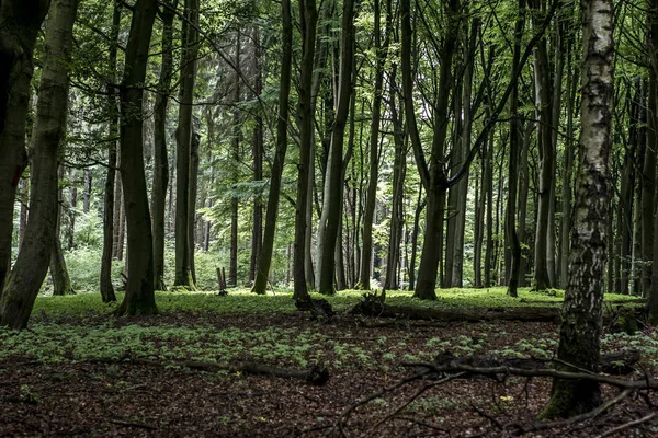 Groene boom spooky mystieke bos achtergrond, prachtig uitzicht verse dennen bomen en vloer in Duitsland Europa — Stockfoto