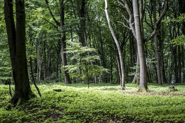 Albero verde spettrale sfondo foresta mistica, bella vista pini freschi e pavimento in Germania Europa — Foto Stock