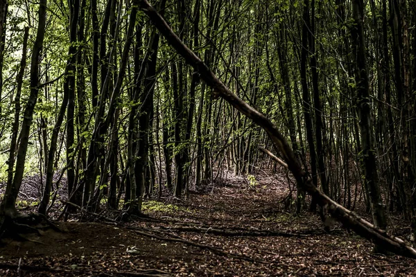 Árvore verde assustador fundo da floresta mística, bela vista pinheiros frescos e chão na Alemanha Europa — Fotografia de Stock