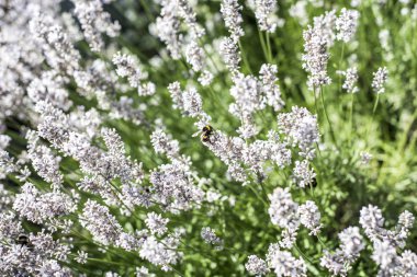 Beyaz lavanta çiçekleri Bahçe doğa manzara arka planda gelen polen toplama bumblebees