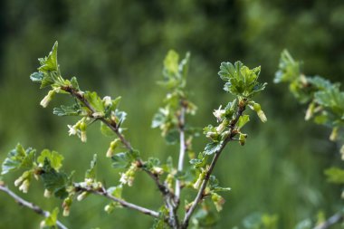 Taze meyve Bahçe Organik büyüyen bektaşi üzümü bush dalı üzerinde genç bektaşi büyüyen olgunlaşmamış
