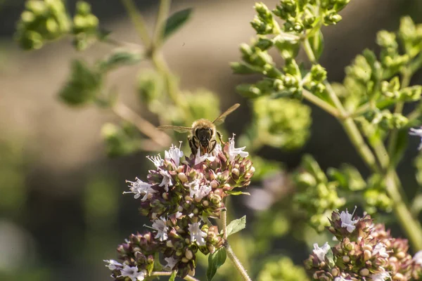 Närbild av ett honungsbi som extraherar nektar bildar blommorna på en oregano-planta i ekologisk trädgård — Stockfoto